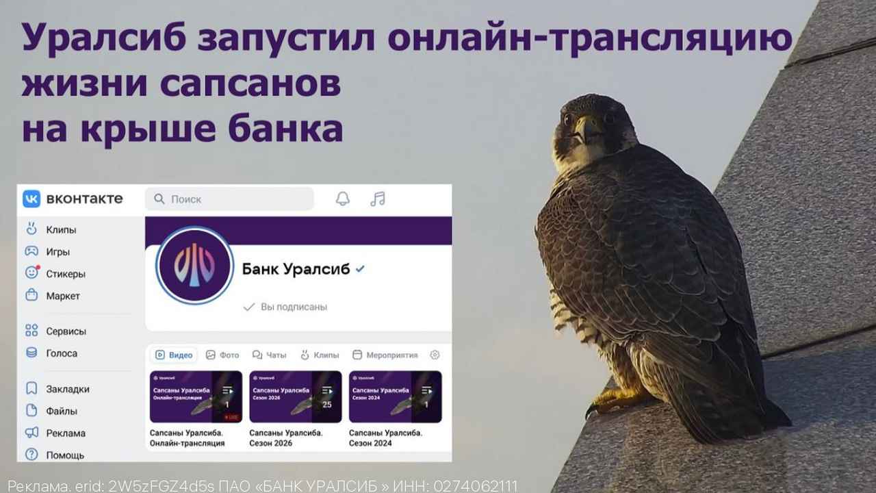 В Уфе стартует прямая трансляция из гнезда сапсанов на крыше высотки