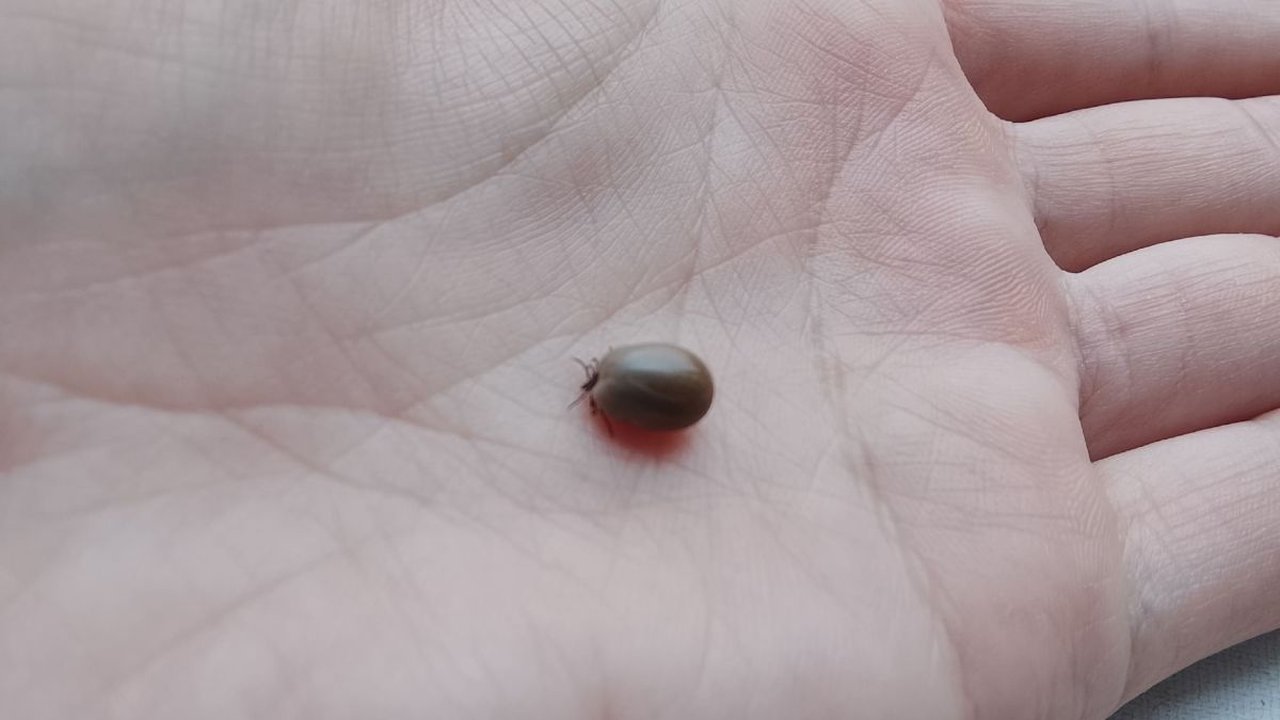 В Орловской области клещи покусали десятки: у одного нашли боррелиоз