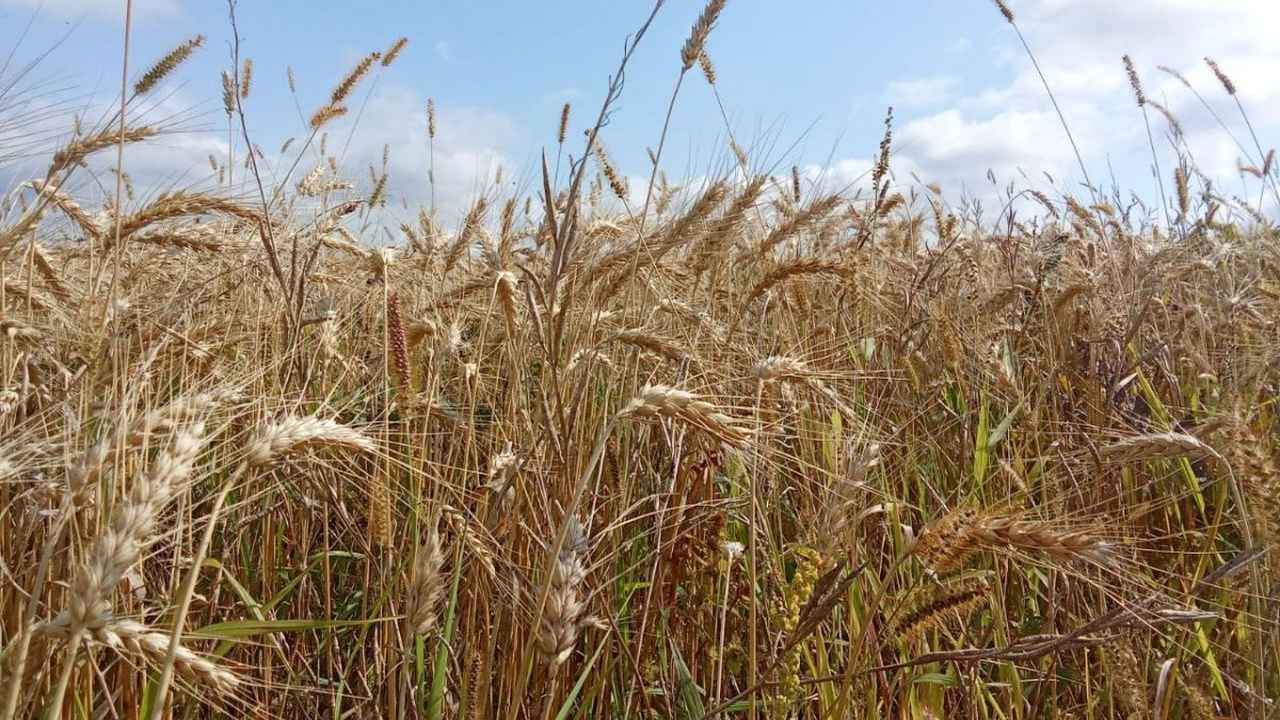 День русского поля в Орловской области растянули на неделю и завершат забегом